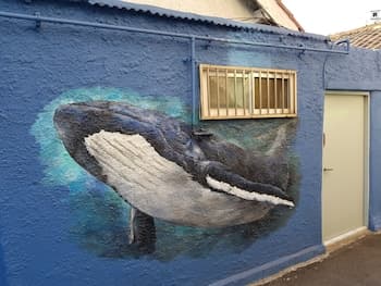 Jinhos Black Whale Guesthouse & Bar
