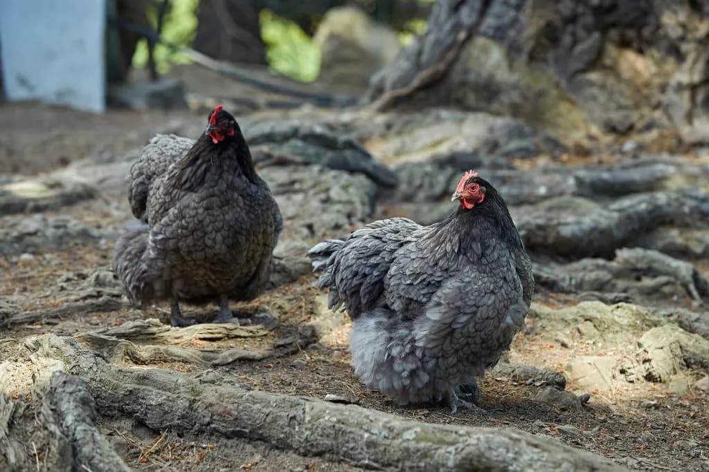 Cubby House Stay