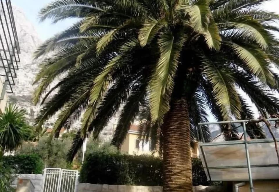 Palma Apartments